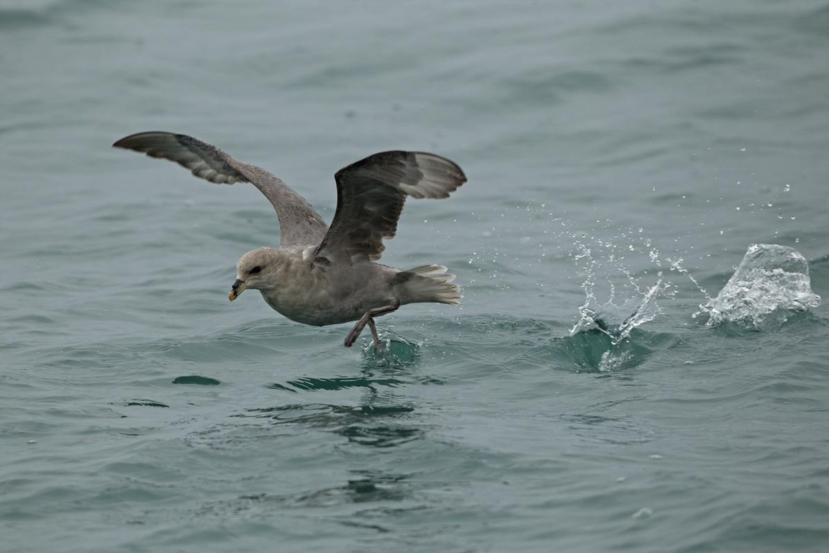 'Blue' Fulmar, Storfjorden, July 2012