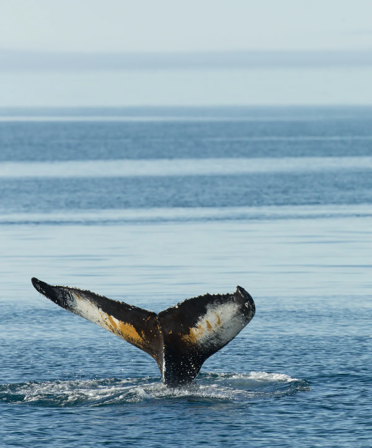 Humpback Whale, Hinlopen Stretet, July 2012