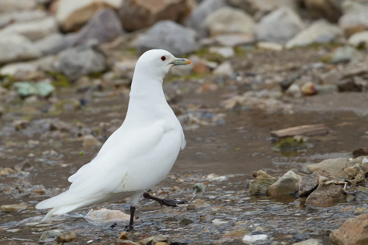 Ivory Gull, Ny Ålesund, July 2012