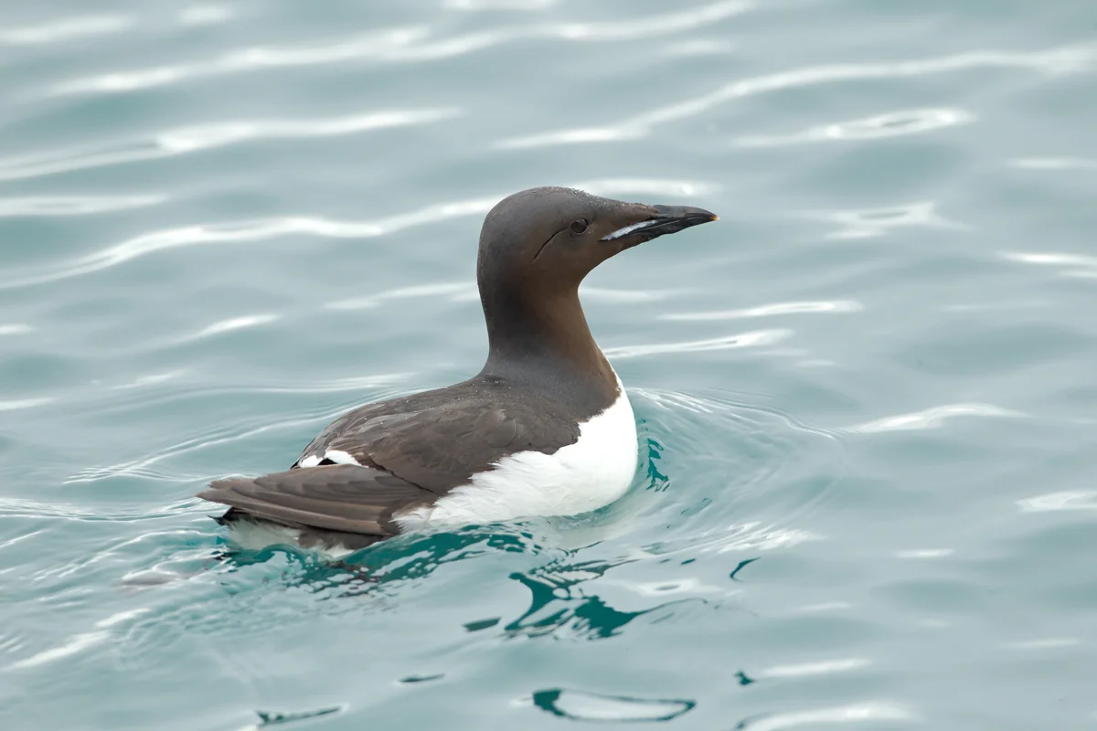 Brünnich's Guillemot, Alkefjellet
