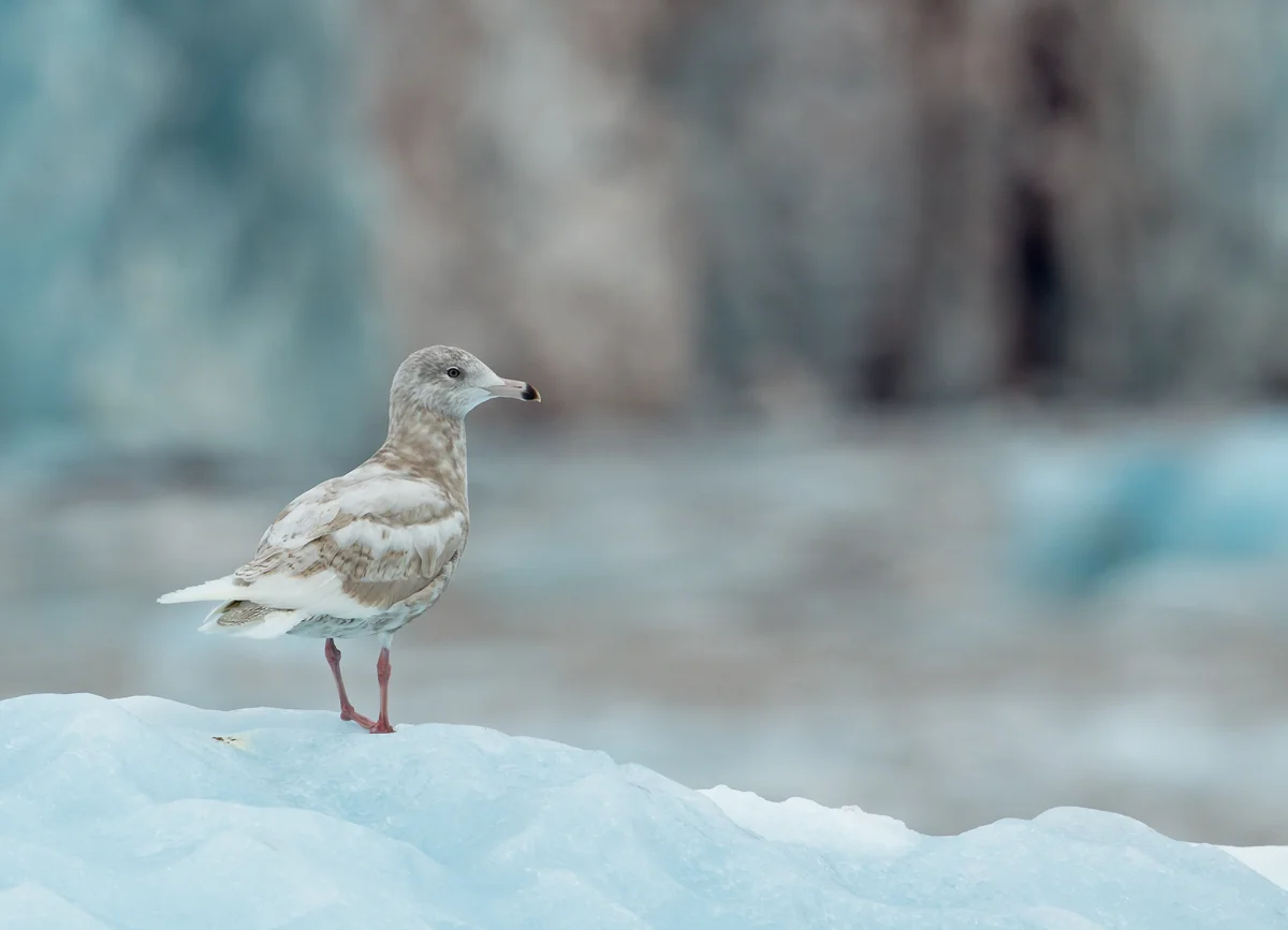 Glaucous Gull, Kongfjorden, July 2012