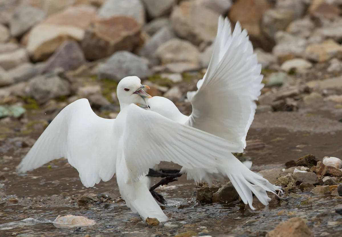 Ivory Gull, Ny Ålesund, July 2012