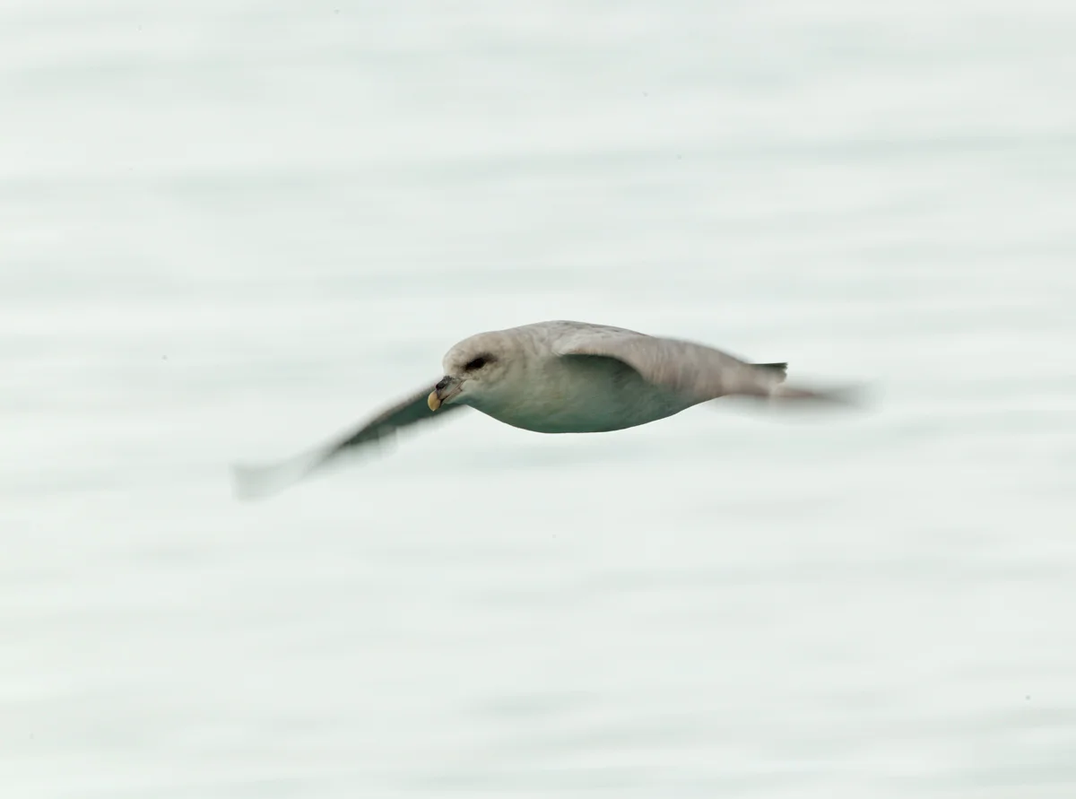 'Blue' Fulmar, Storfjorden, July 2012