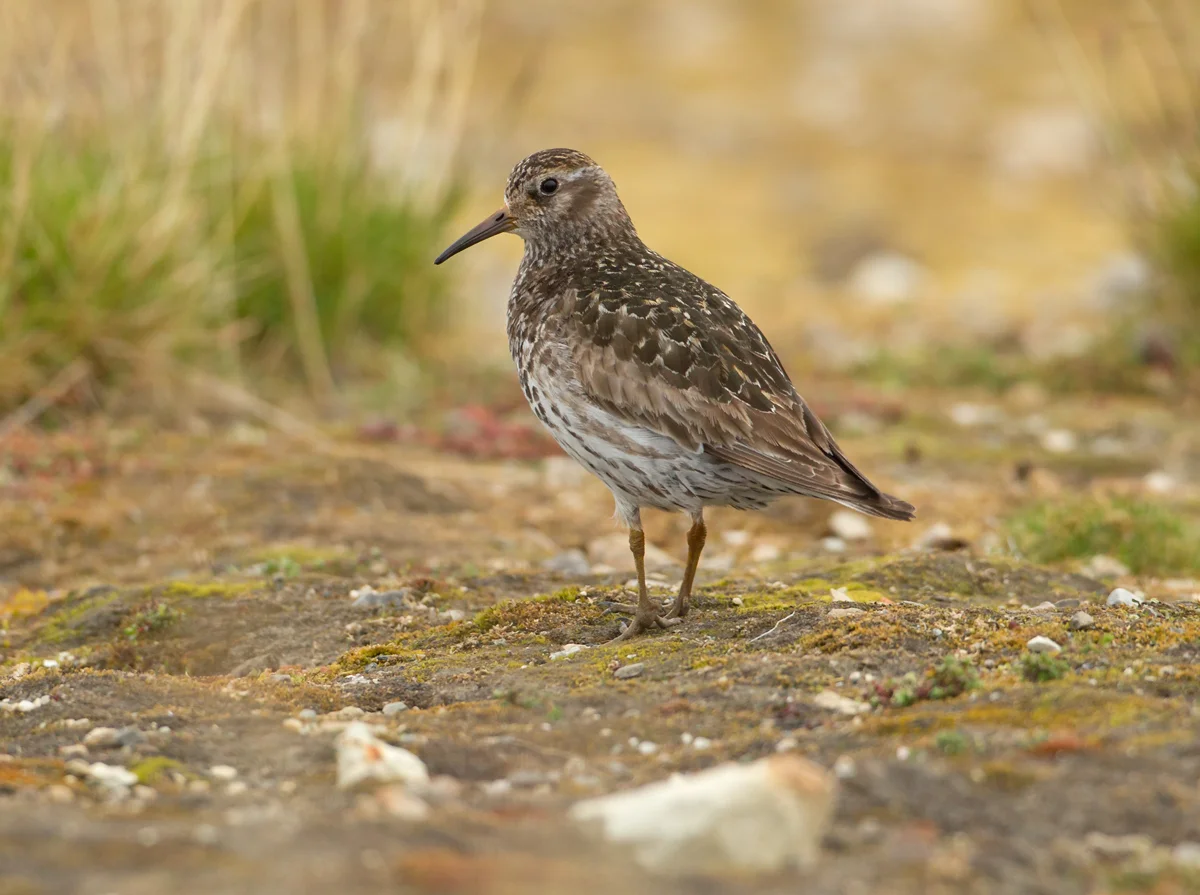 Purple Sandpiper, Ny Ålesund, July 2012