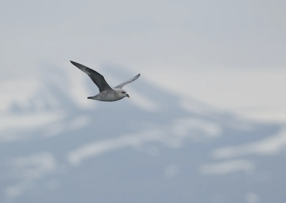 'Blue' Fulmar, Isfjorden, July 2012