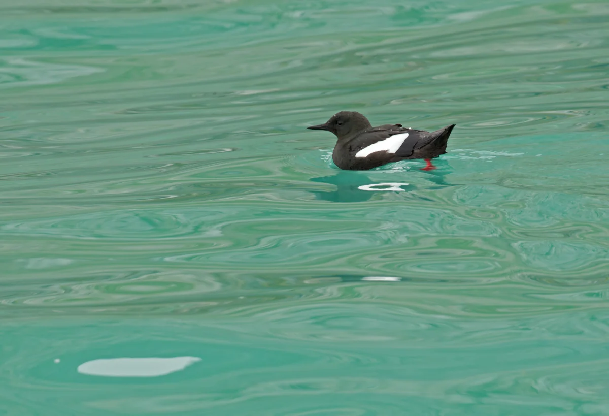 Black Guillemot, Isfjorden, July 2012