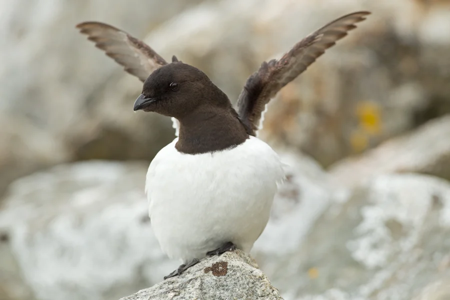 Little Auk, Fugelsongen, July 2012