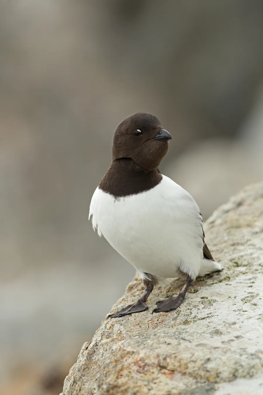 Little Auk, Fugelsongen, July 2012