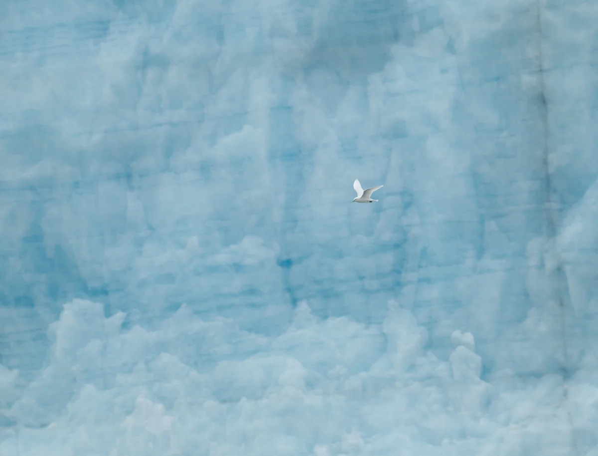 Ivory Gull, Negribreen, July 2012