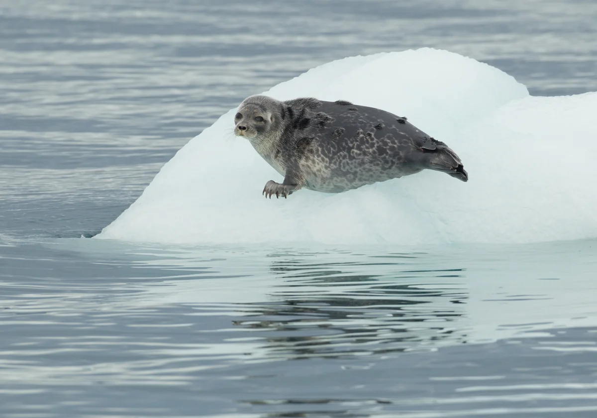 Ringed Seal, Heyleysundet, July 2012
