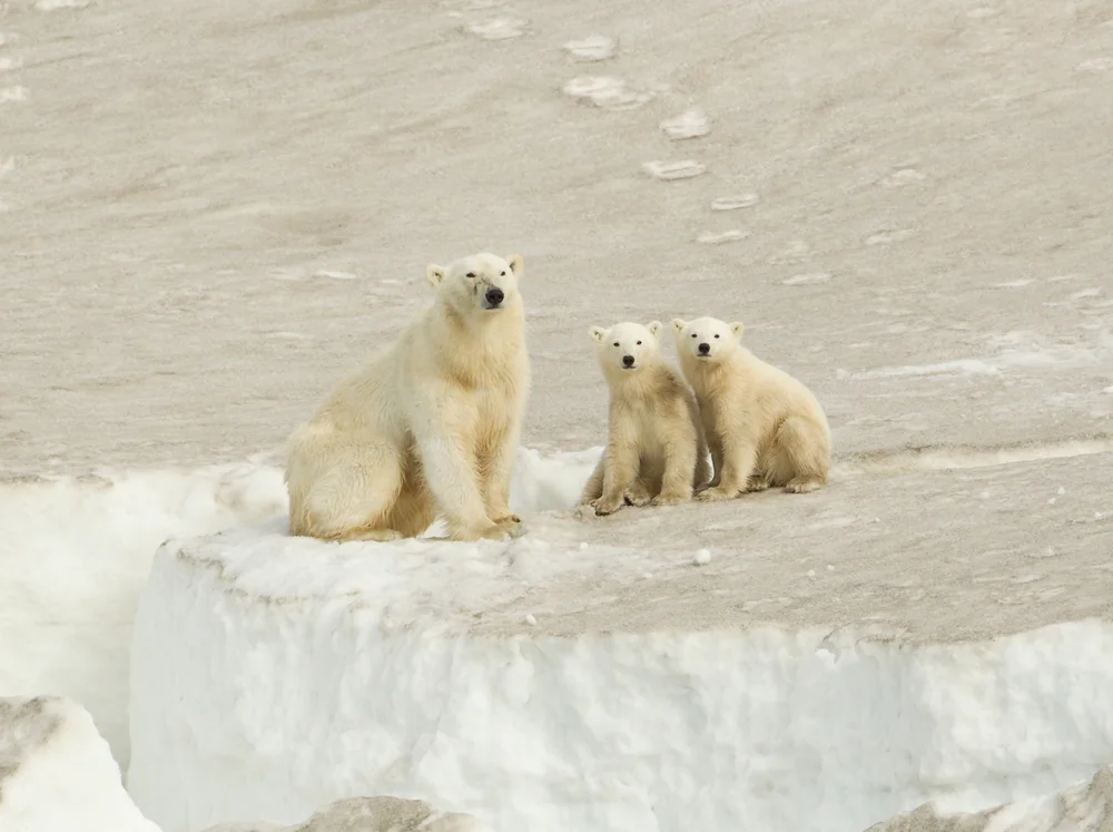 Polar Bear, Heyleysundet, July 2012