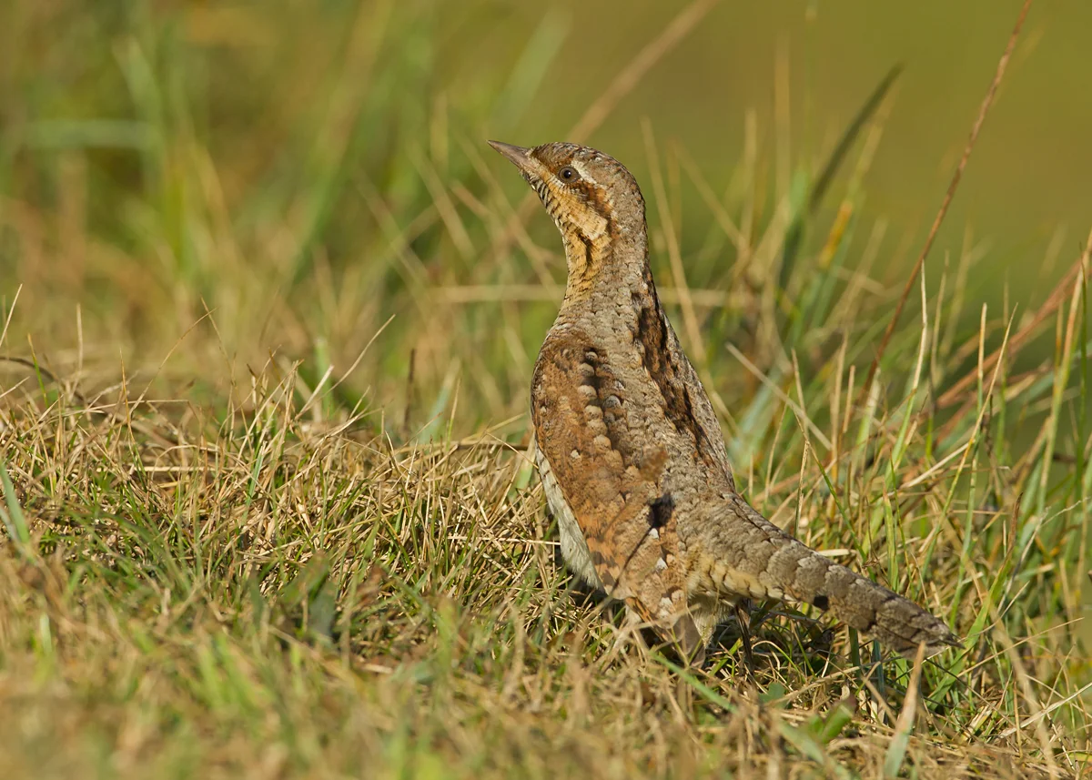 Eurasian Wryneck, Kilnsea, East Yorkshire Aug 2013