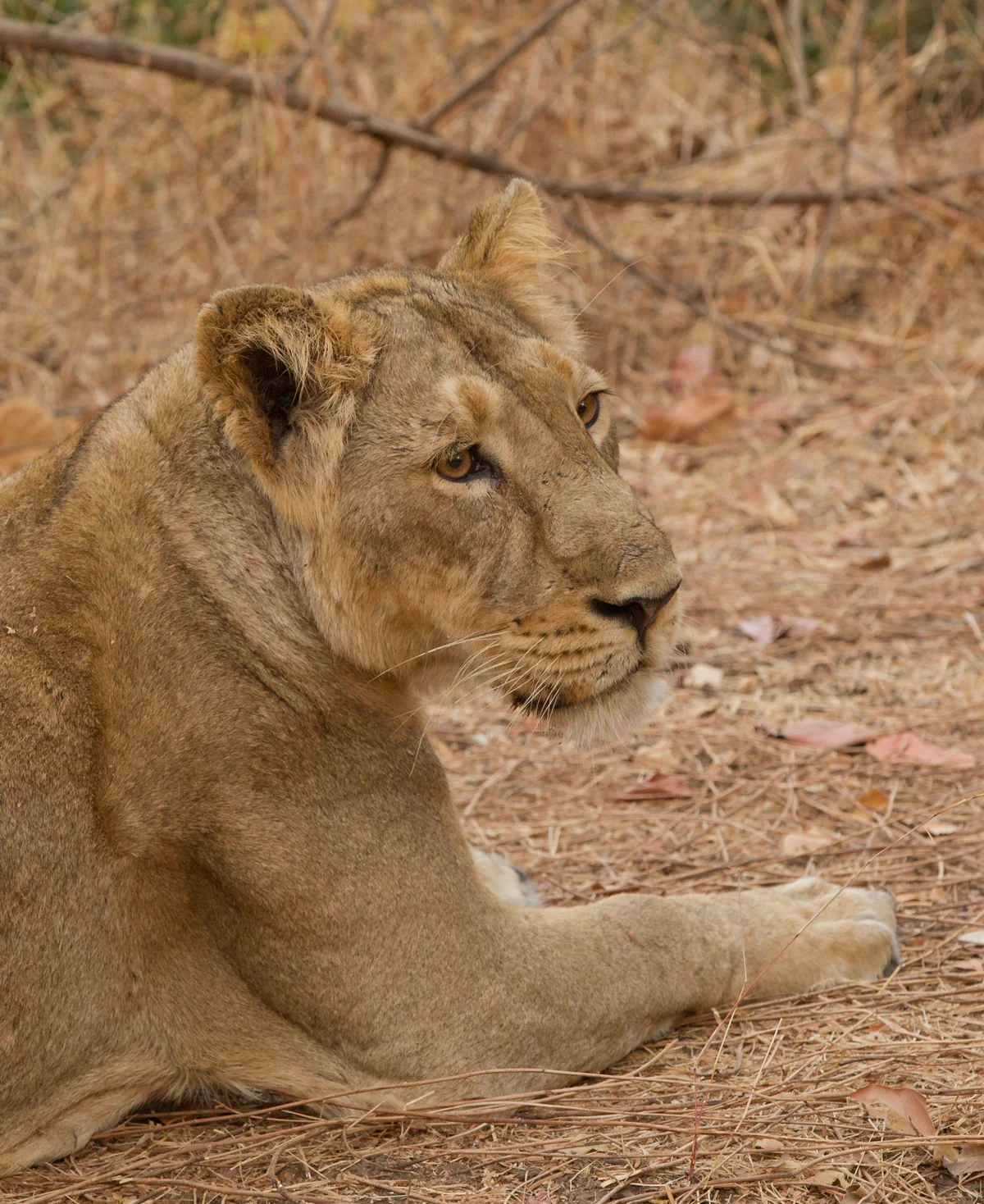 Asiatic Lion, Gujarat, Feb 2011