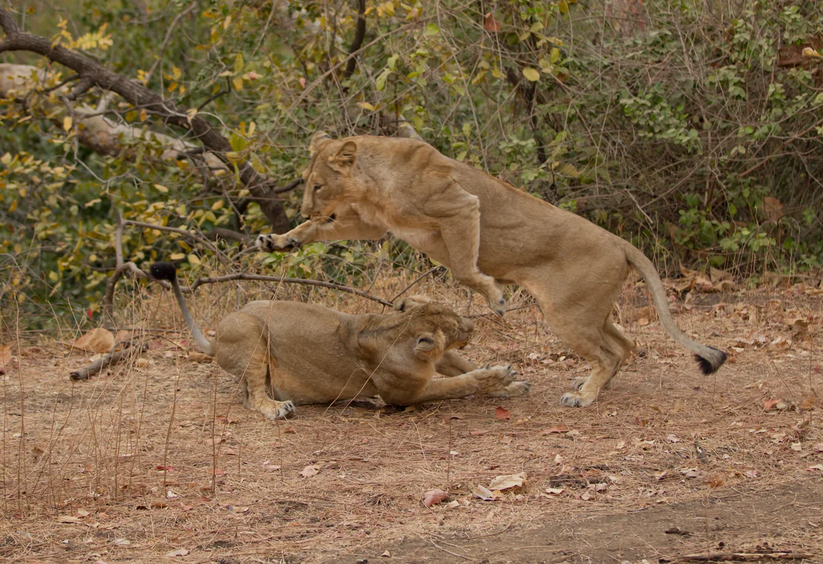 Asiatic Lion, Gujarat, Feb 2011