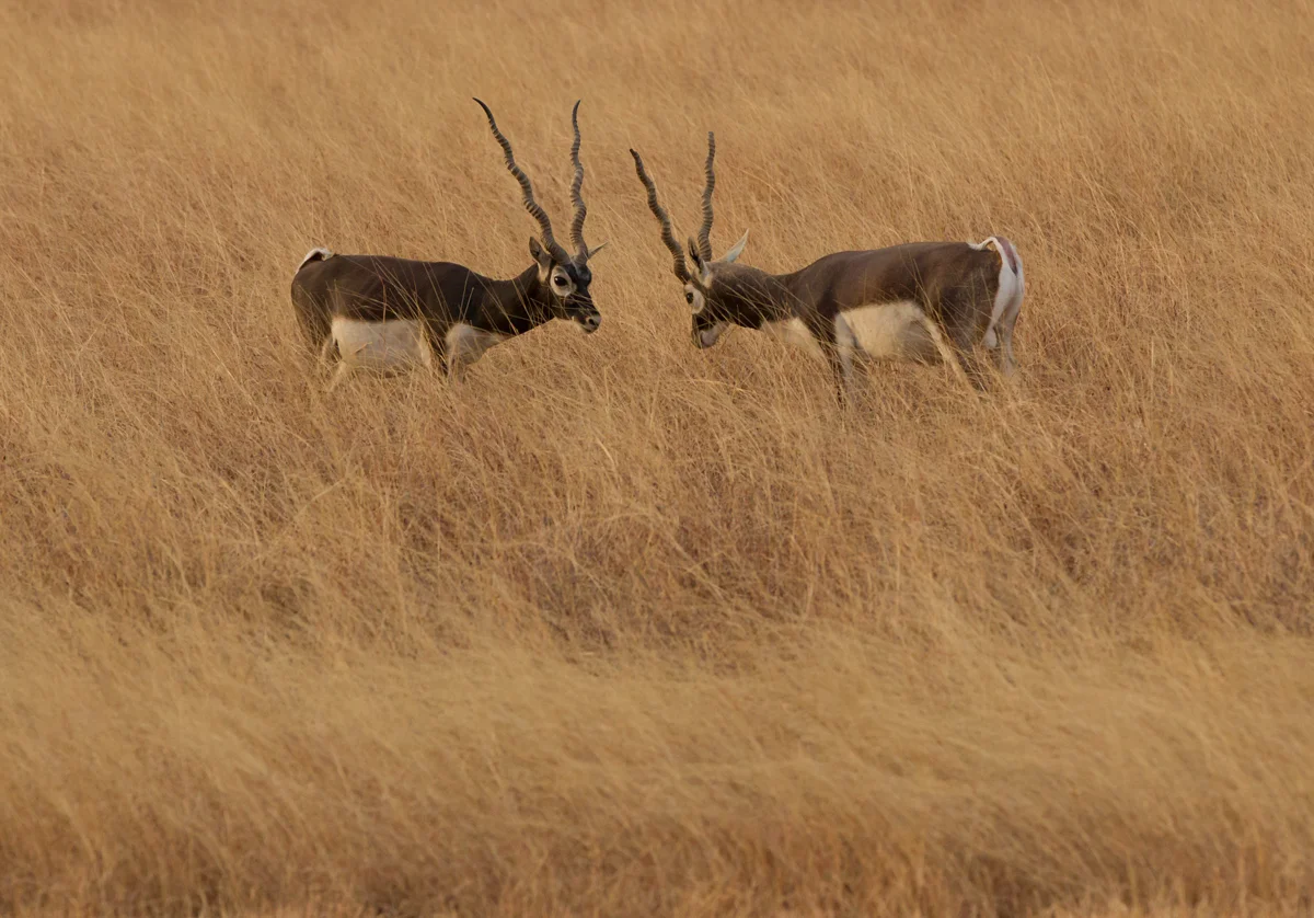 Blackbuck, Blackbuck NP, Feb 2013