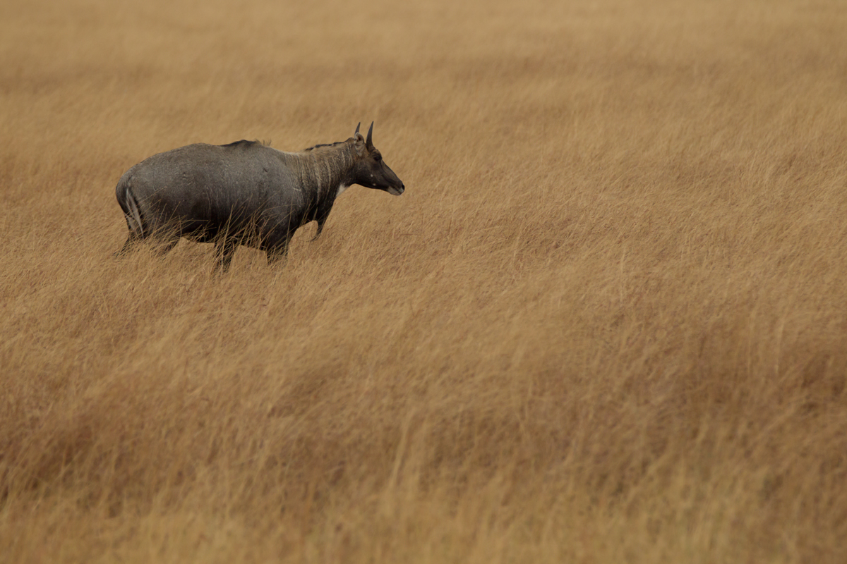 Nilgai, Blackbuck NP, Feb 2013