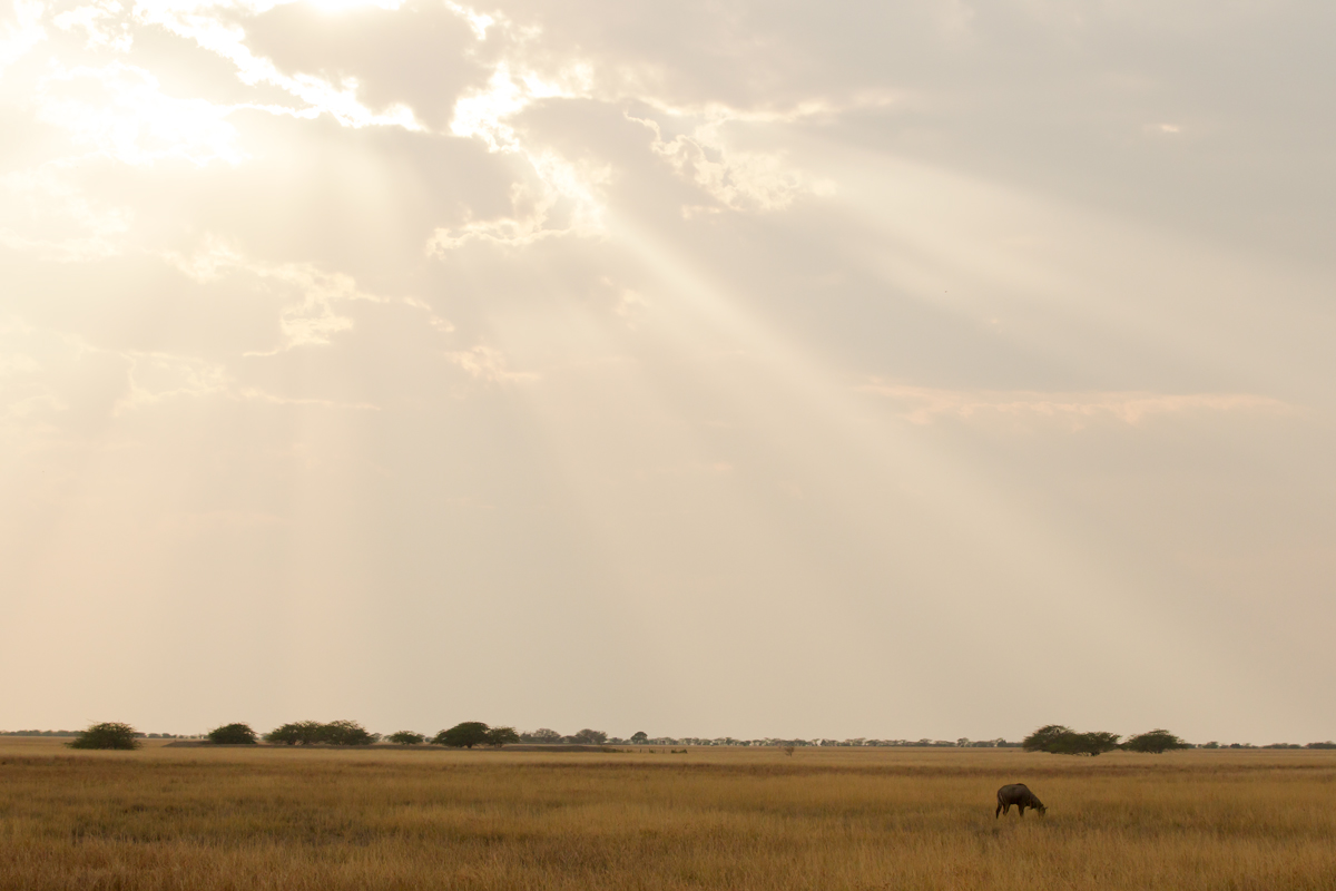 Nilgai, Blackbuck NP, Feb 2013