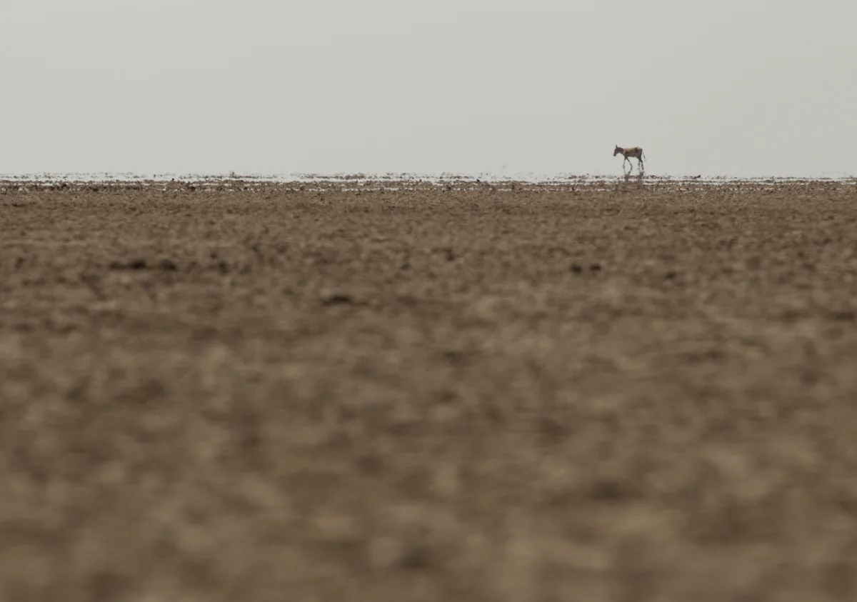 Asiatic Wild Ass, Little Rann of Kutch, Feb 2013