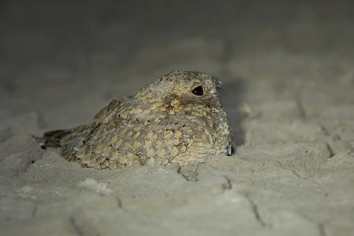 Sykes's Nightjar, Little Rann of Kutch, Feb 2013