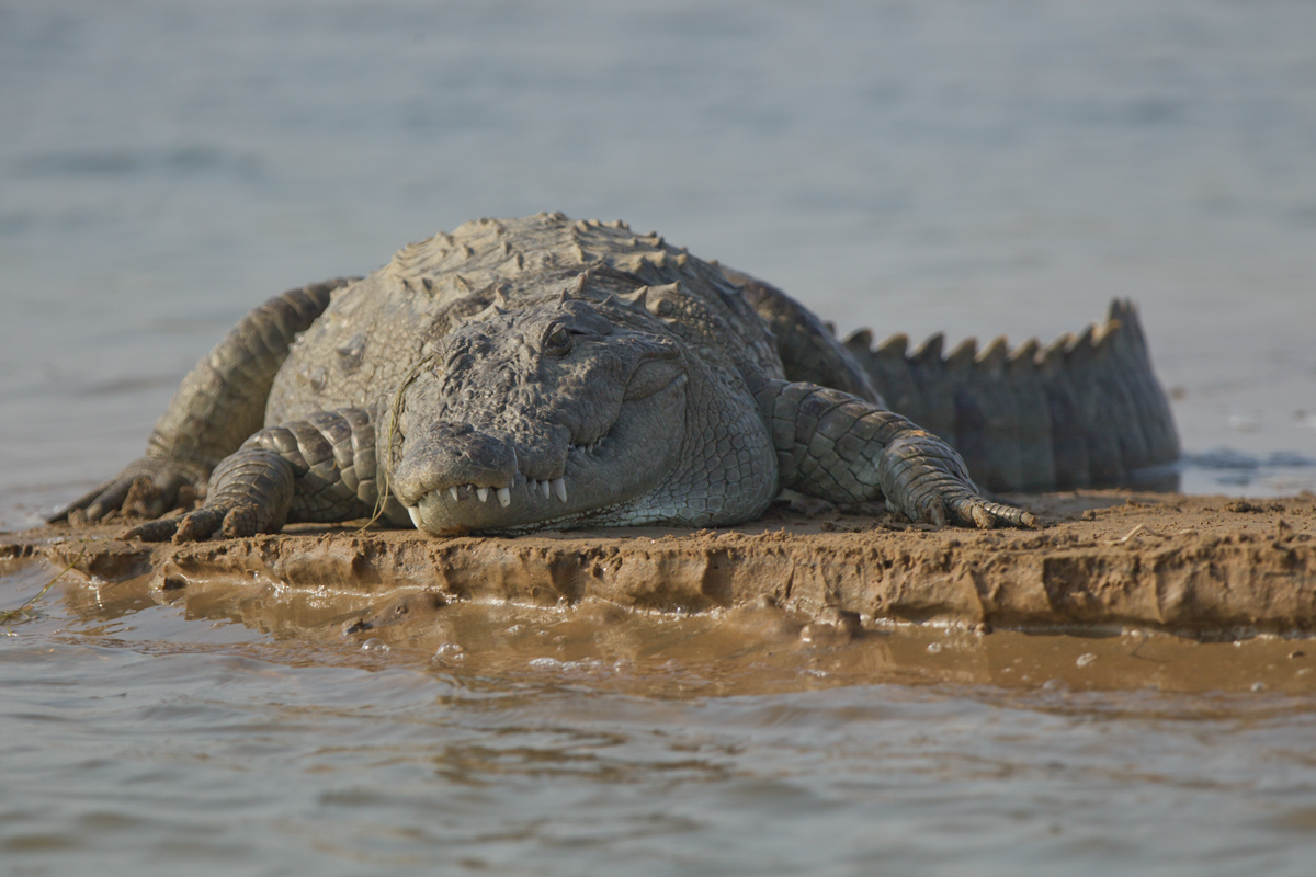 Marsh Mugger, Chambal River, Feb 2013