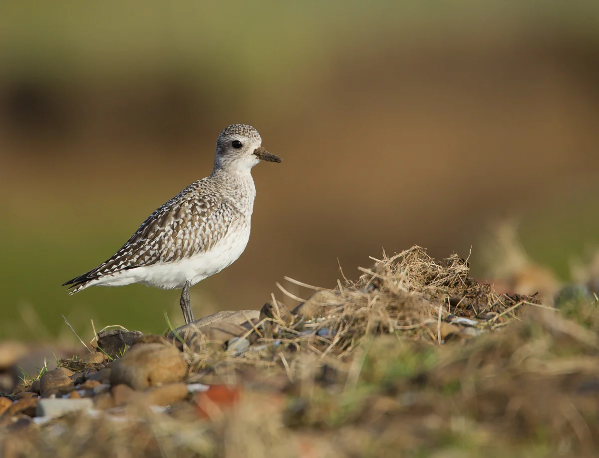 Grey Plover, Altham, Jan 2013