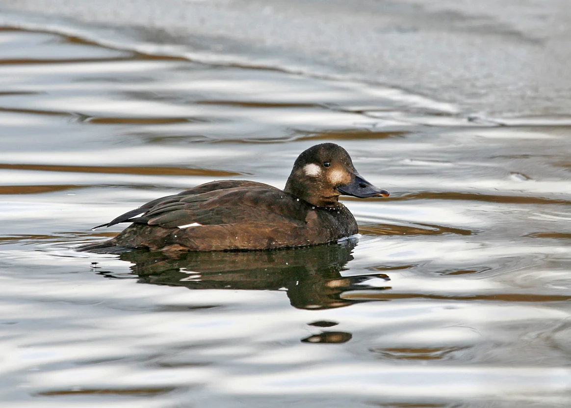 Velvet Scoter, Barrow Lower Lodge Jan 2010