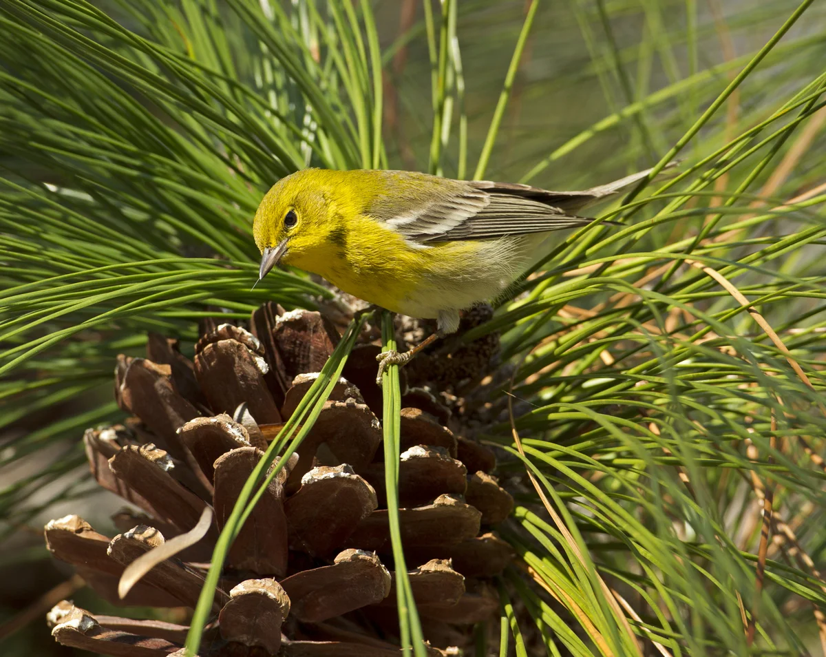 Pine Warbler, St Sebastian River Preserve SP FL Jan 2012