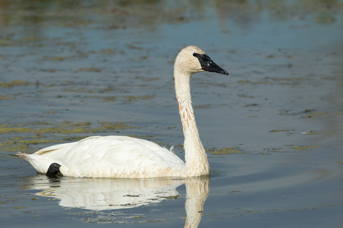 Trumpeter Swan, Magee Marsh OH Sep 2013