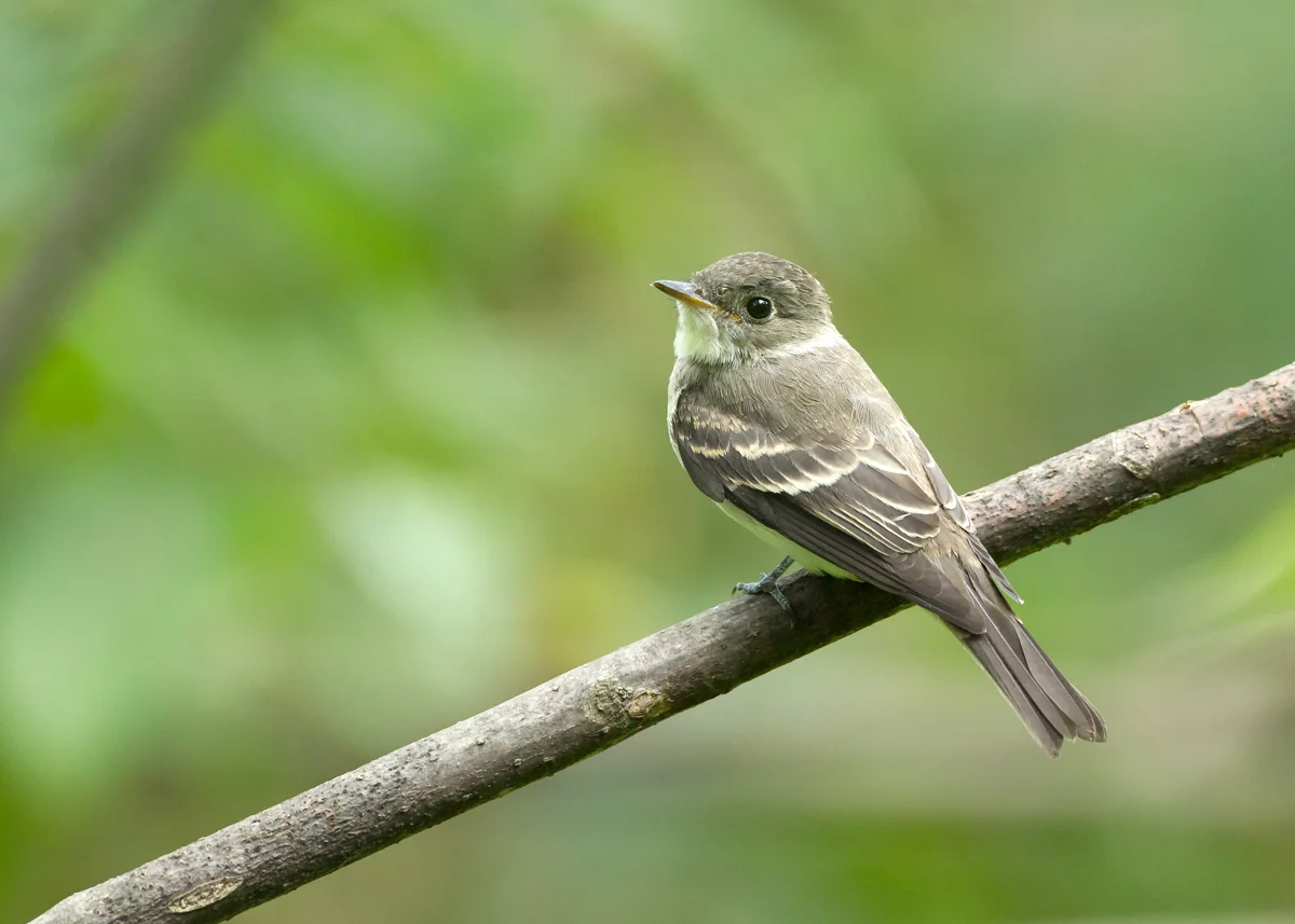 Eastern Wood Pewee, Magee Marsh OH Sep 2013