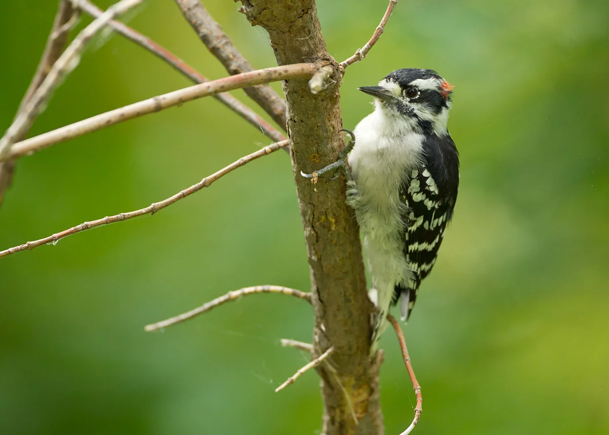 Downy Woodpecker, Magee Marsh OH Sep 2013