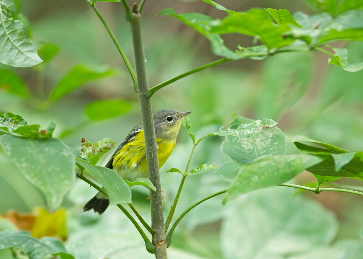 Magnolia Warbler, Magee Marsh OH Sep 2013