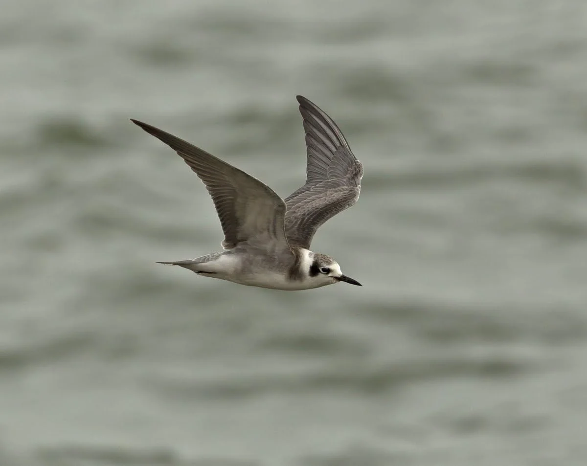 American Black Tern, Covenham Reservoir, Lincs