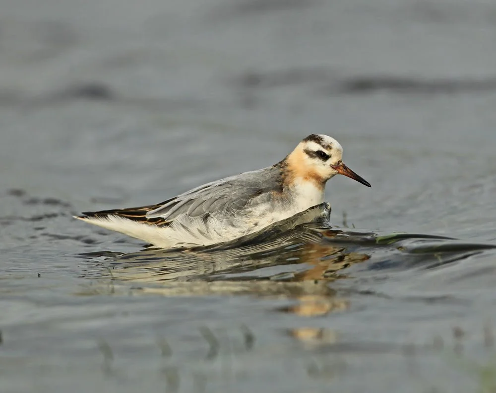 Red Phalarope, Skipton, North Yorkshire