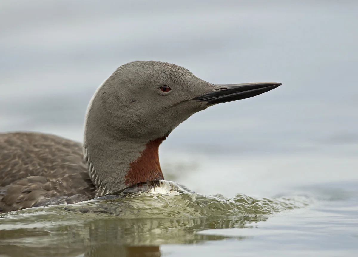 Red-throated Diver, Fleetwood Marine Lake