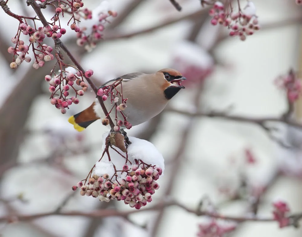 Bohemian Waxwing, Clitheroe, East Lancashire