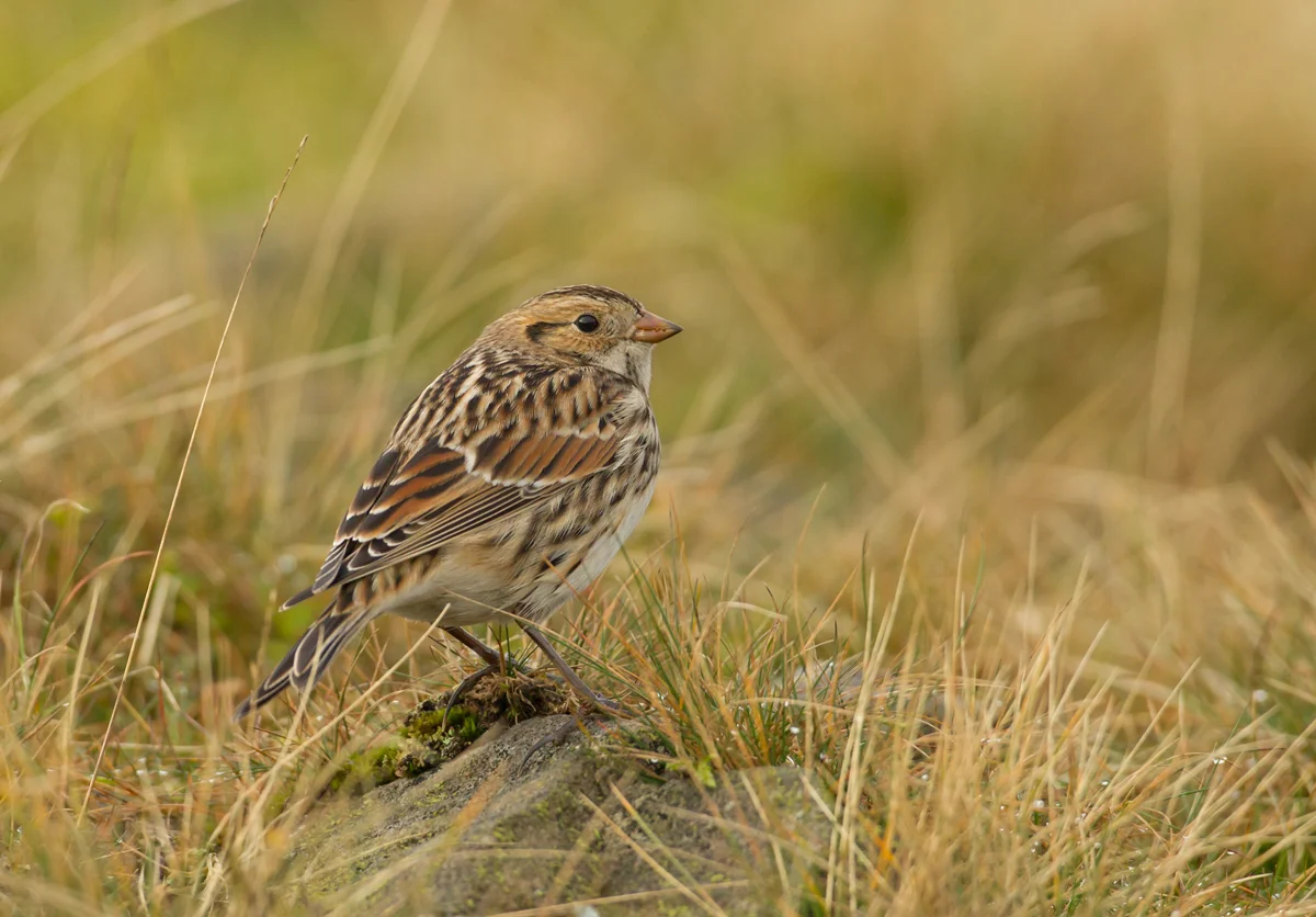 Lapland Bunting, Pendle Hill, October 2012