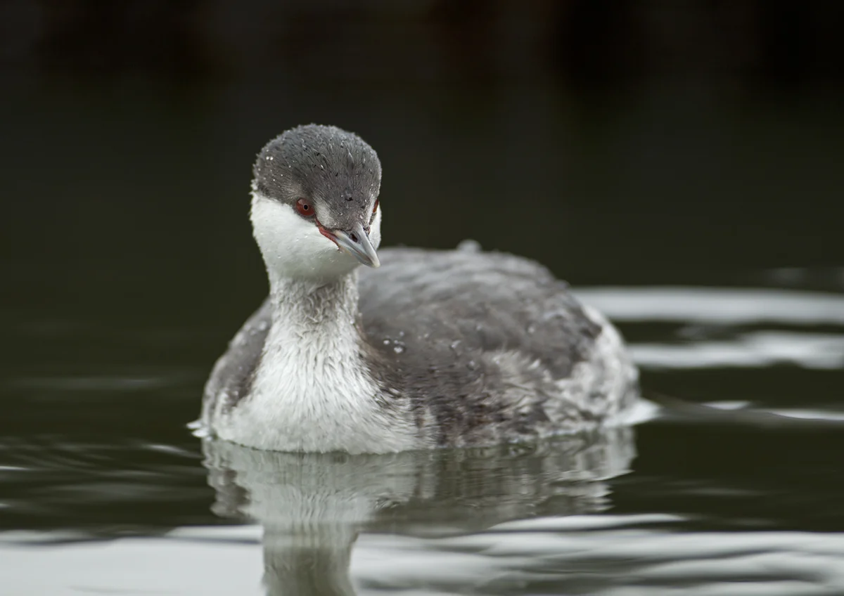 Horned Grebe, Fairhaven Lake