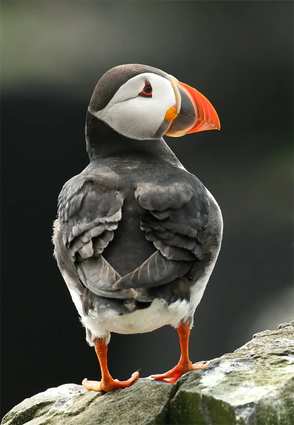 Atlantic Puffin, Farne Islands, Northumberland