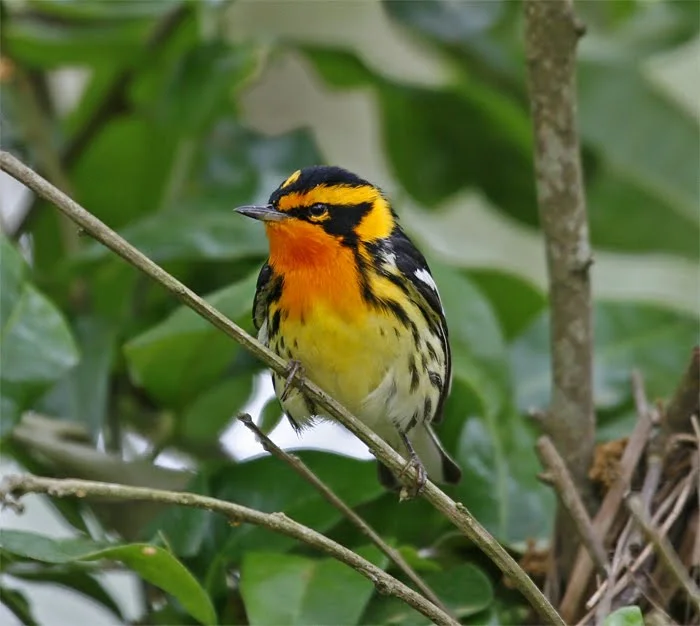 Blackburnian Warbler, Sabine Woods TX May 2010