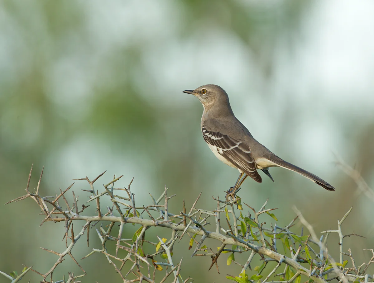 Northern Mockingbird, Laguna Atascosa TX Nov 2012