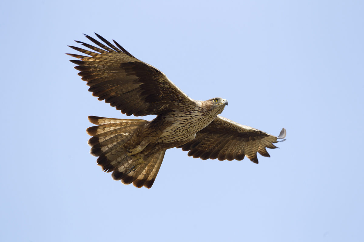 Bonelli's Eagle, Dhofar Mountains Nov 2011