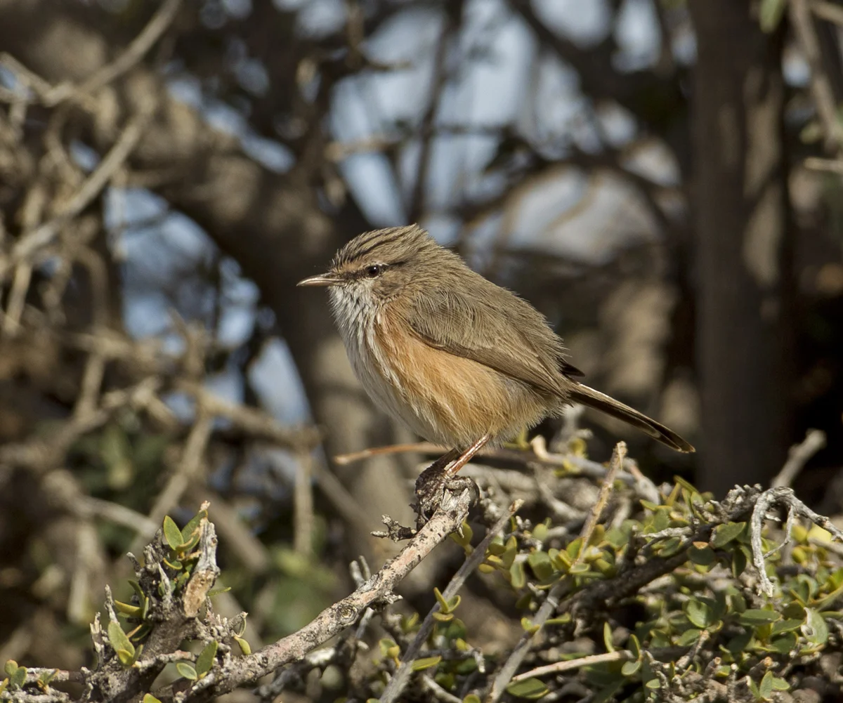 Streaked Scrub Warbler, Jebel al Akhdar Oct 2011