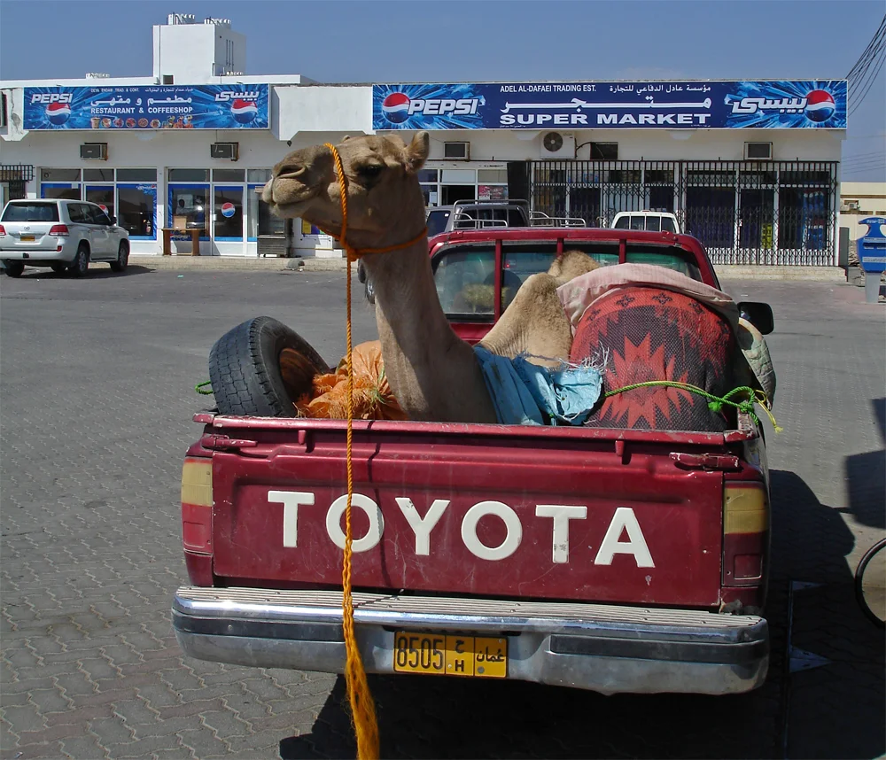 Camel transport, Adam Oct 2006
