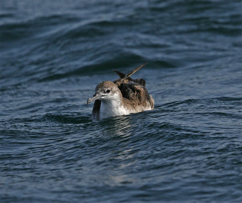 Persian Shearwater, at sea off Mirbat Nov 2009