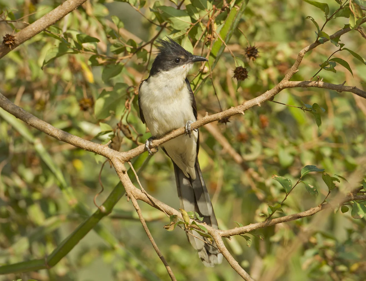 Pied Cuckoo, Ayn Tobroq Nov 2011