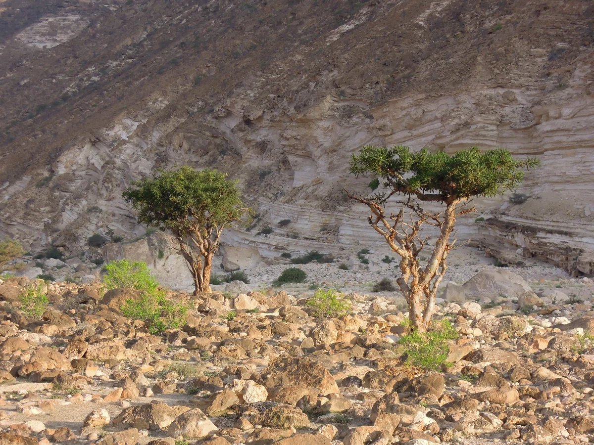 Frankincense Trees, Dhofar Mountains Nov 2009