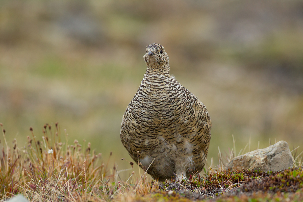 Svalbard Ptarmigan, Longyearbyen, Jul 2012
