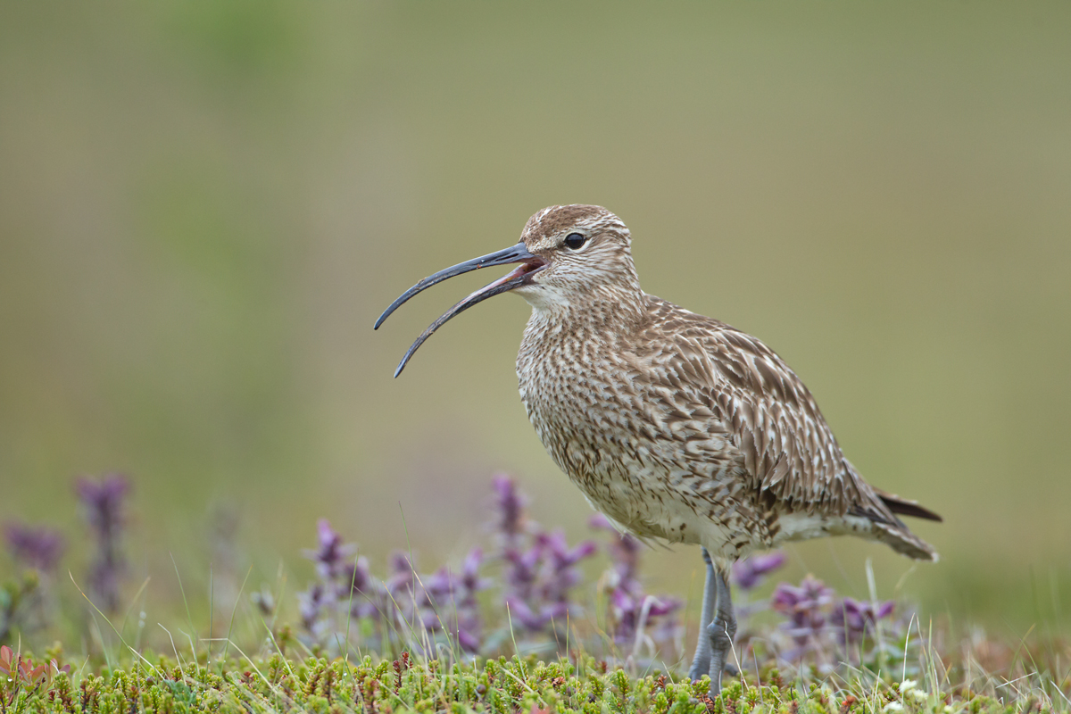 Eurasian Whimbrel, Húsavík June 2013