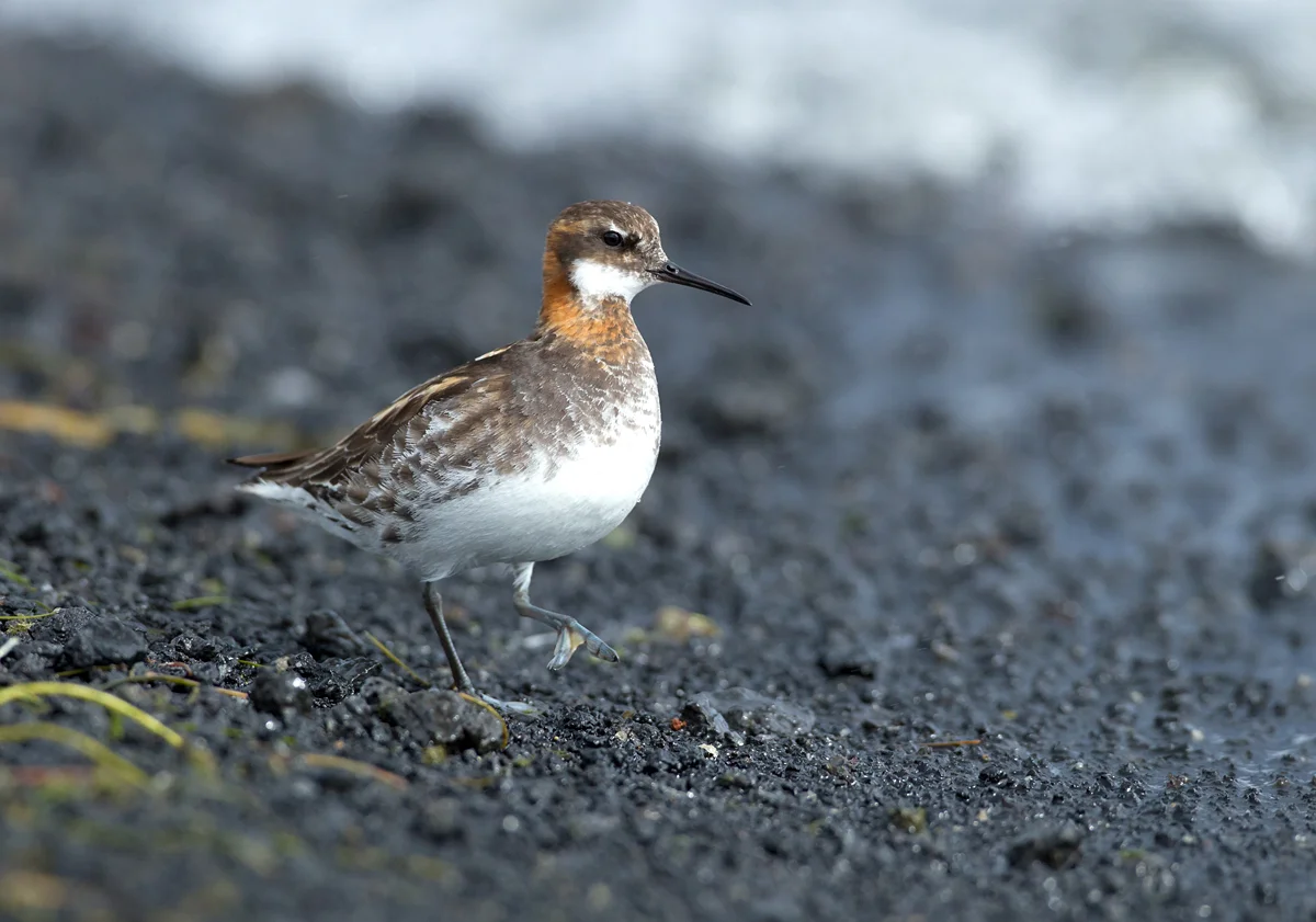 Red-necked Phalarope, Lake Myvatn June 2013