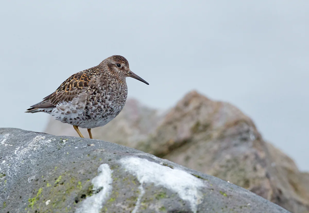 Purple Sandpiper, Olafsvík June 2013